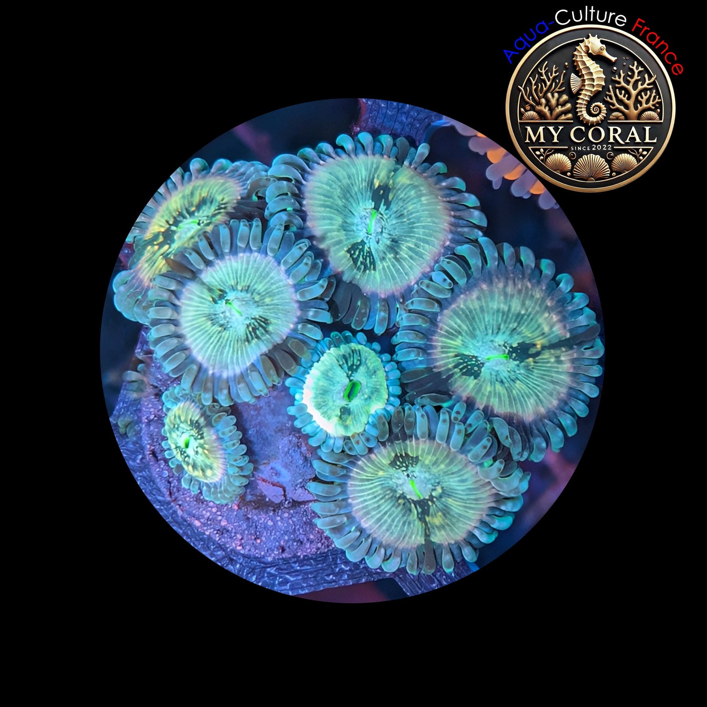 Zoanthus à la demande - Hawaien People Eater