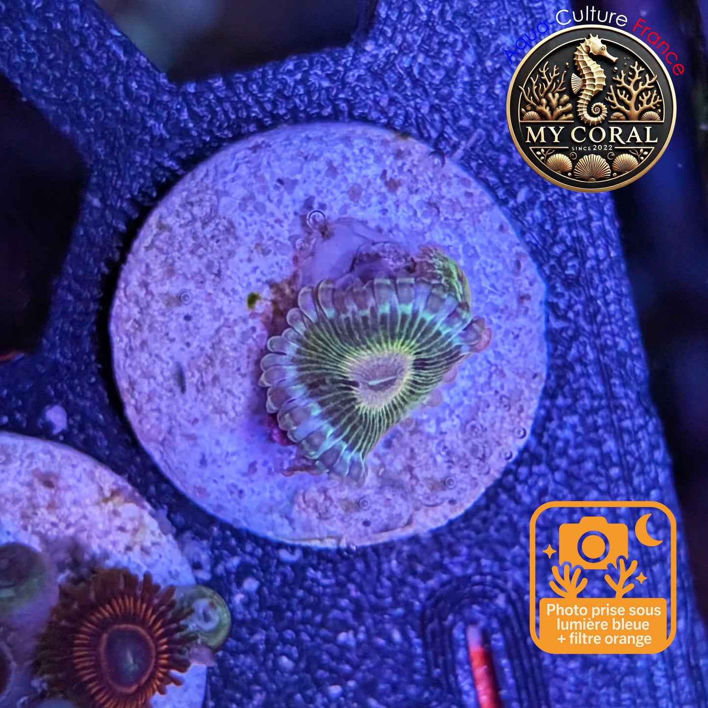 Zoanthus Signature de Culture WYSIWYG - WWC Pink Elephant - Collector - ZPE201 (Copie)