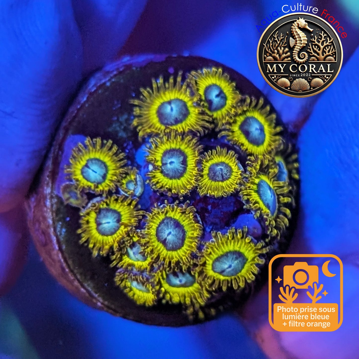 Zoanthus de Culture WYSIWYG - Colonie de Pikachu - Collector - ZPK212