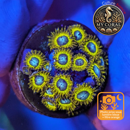 Zoanthus de Culture WYSIWYG - Colonie de Pikachu - Collector - ZPK212