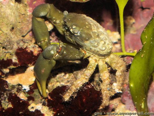 Crabe Mithrax Sculptus